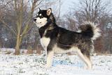 ALASKAN MALAMUTE 322